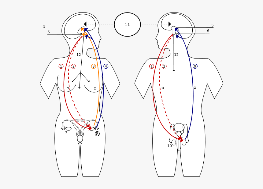 Sprzężenie Zwrotne Hormonow - Pituitary Gland Controls The Function Of The Ovaries, HD Png Download