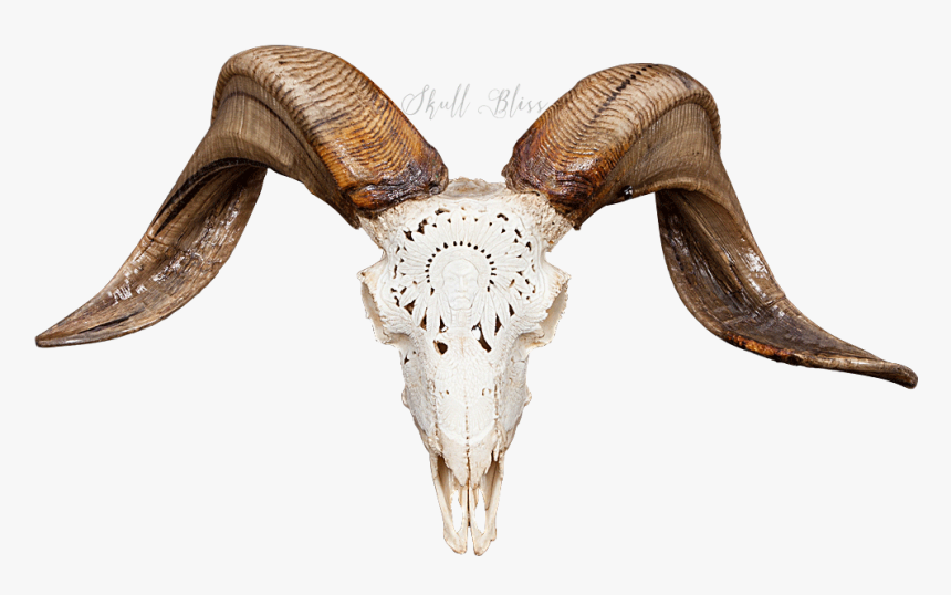 Ram Skull Png, Transparent Png