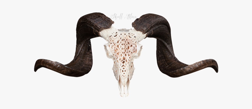 Carved Ram Skull - Ram Skull Art Transparant, HD Png Download