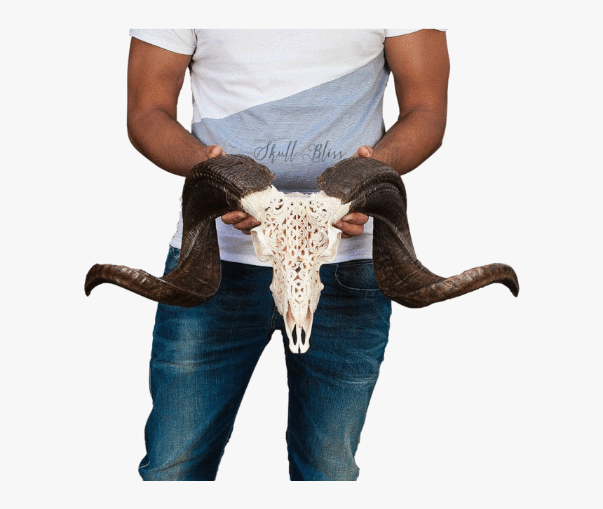 Transparent Ram Animal Png - Bull, Png Download