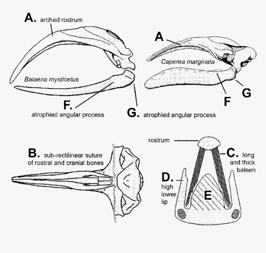 Sketch, HD Png Download