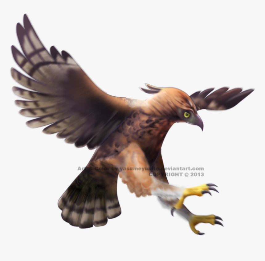 Thumb Image - Javan Hawk Eagle Png, Transparent Png