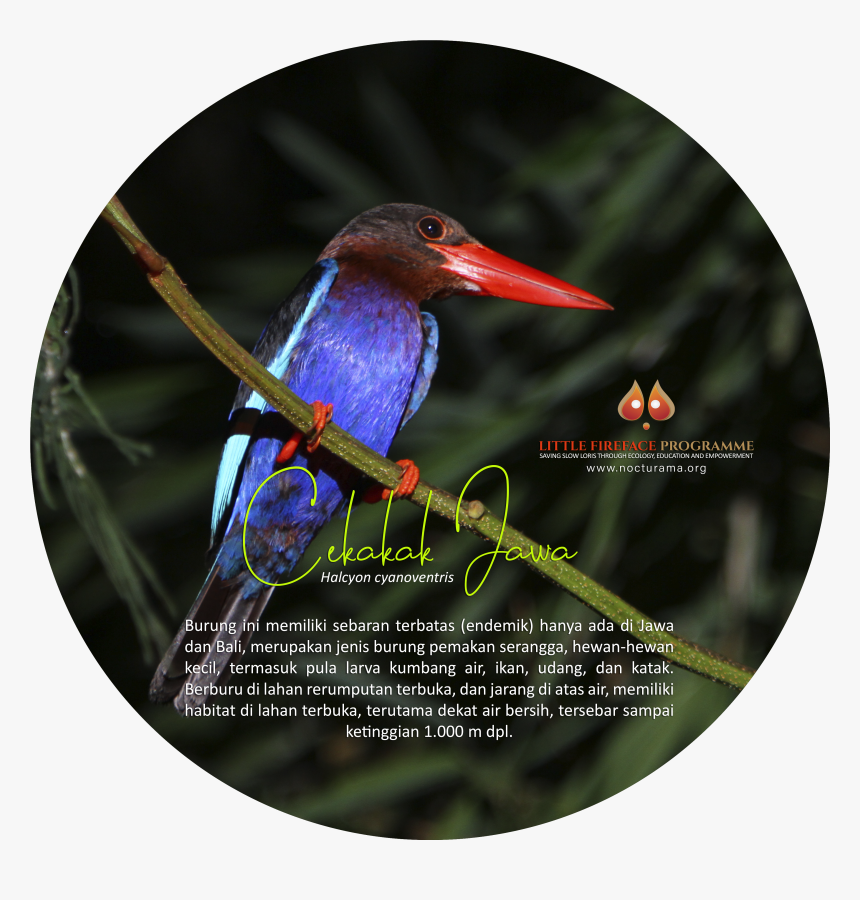 Hummingbird, HD Png Download