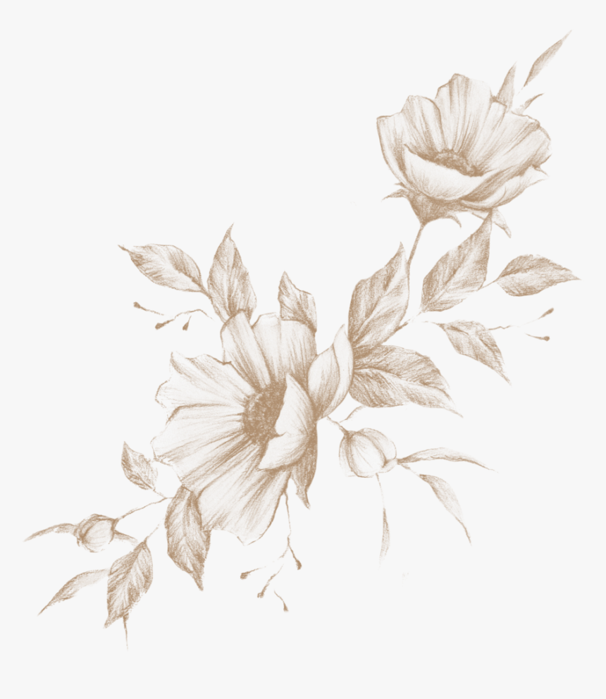 Untitled-1 - Crenate Orchid Cactus, HD Png Download