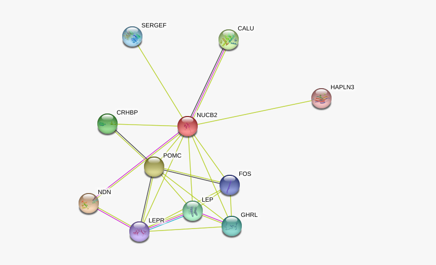 Nucb2 Protein, HD Png Download