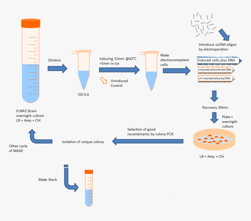 Magers - Glycerol Stock Culture, HD Png Download