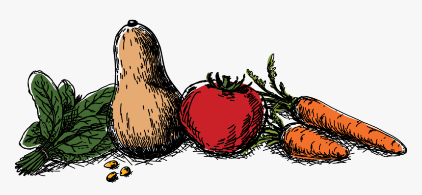 Squash, HD Png Download