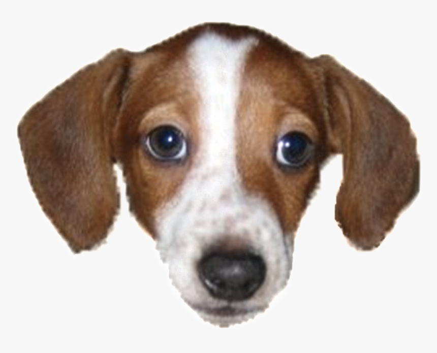 Twitch Dog Emote, HD Png Download , Transparent Png Image PNGitem