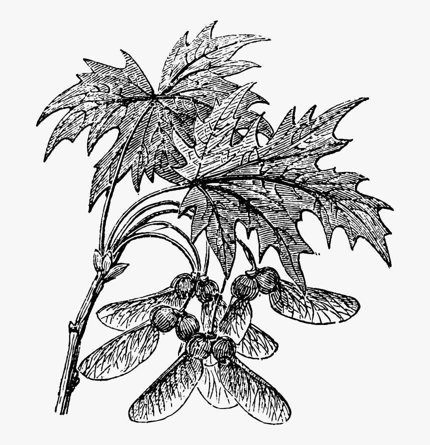 Sketch, HD Png Download