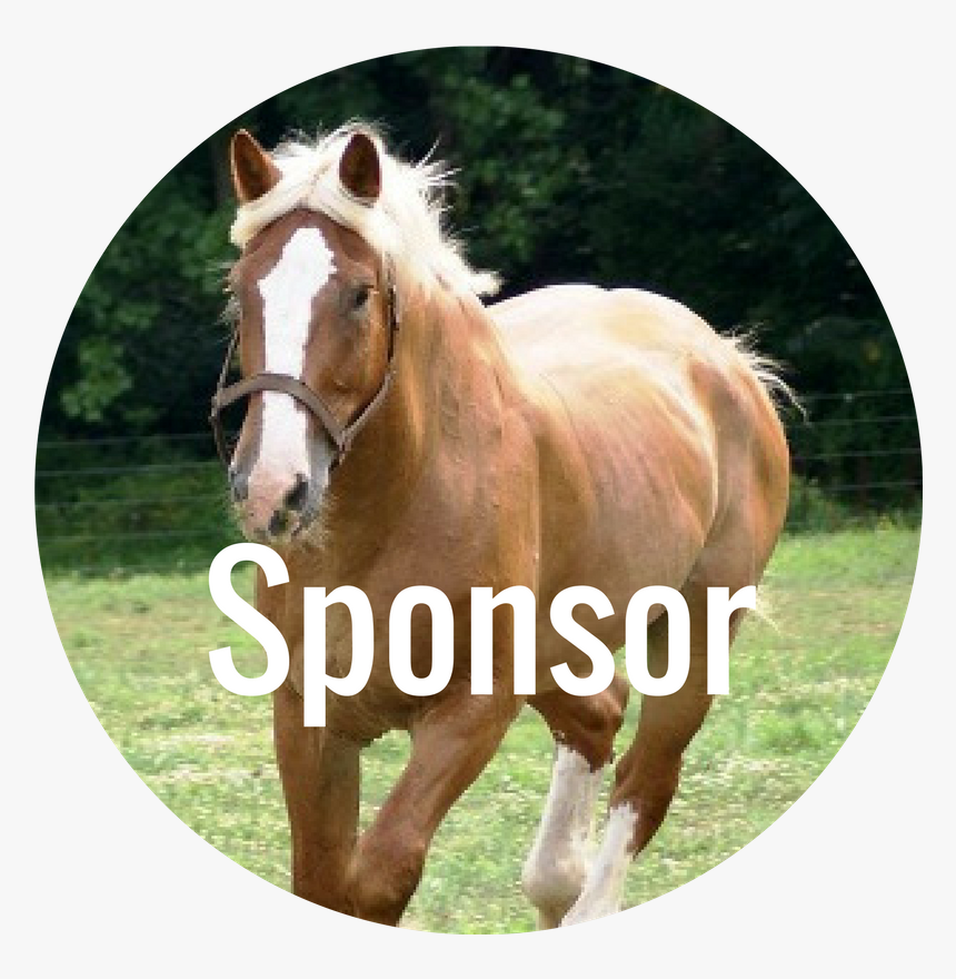 Donate Now - Stallion, HD Png Download