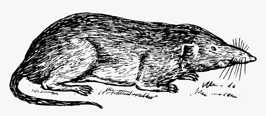Tree Shrew Clipart Black And White, HD Png Download
