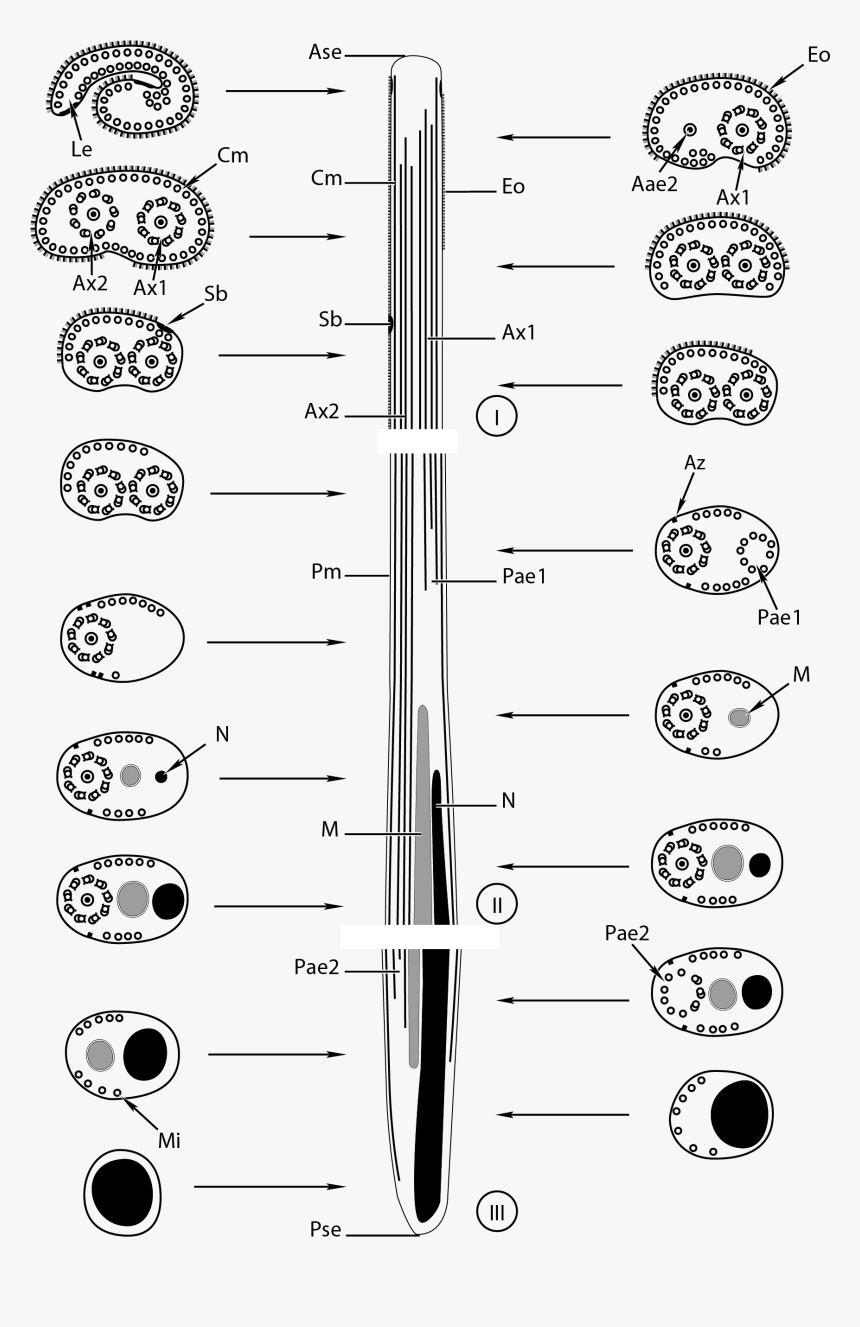 Spermatozoa Of Bucephalidae - Line Art, HD Png Download