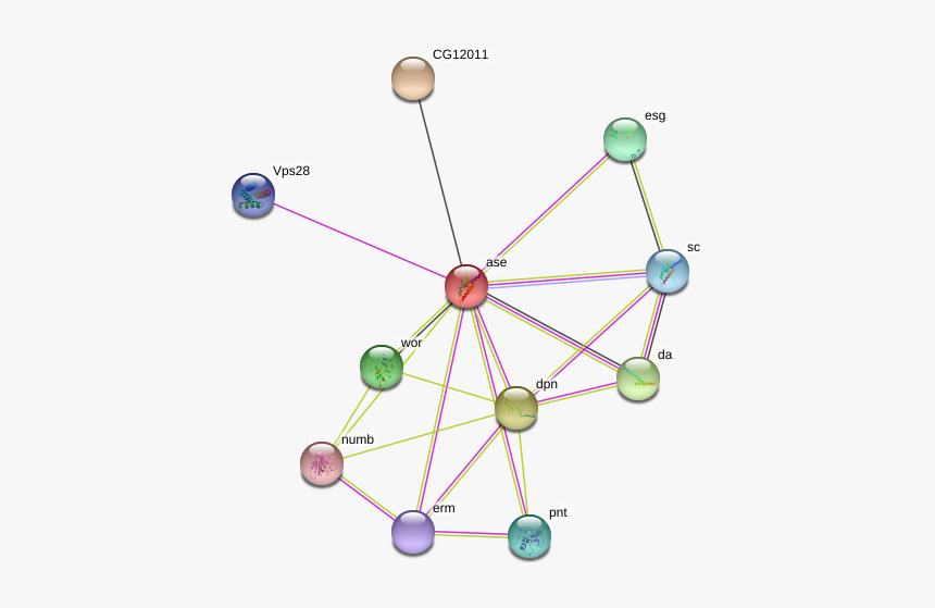 Ase Protein, HD Png Download