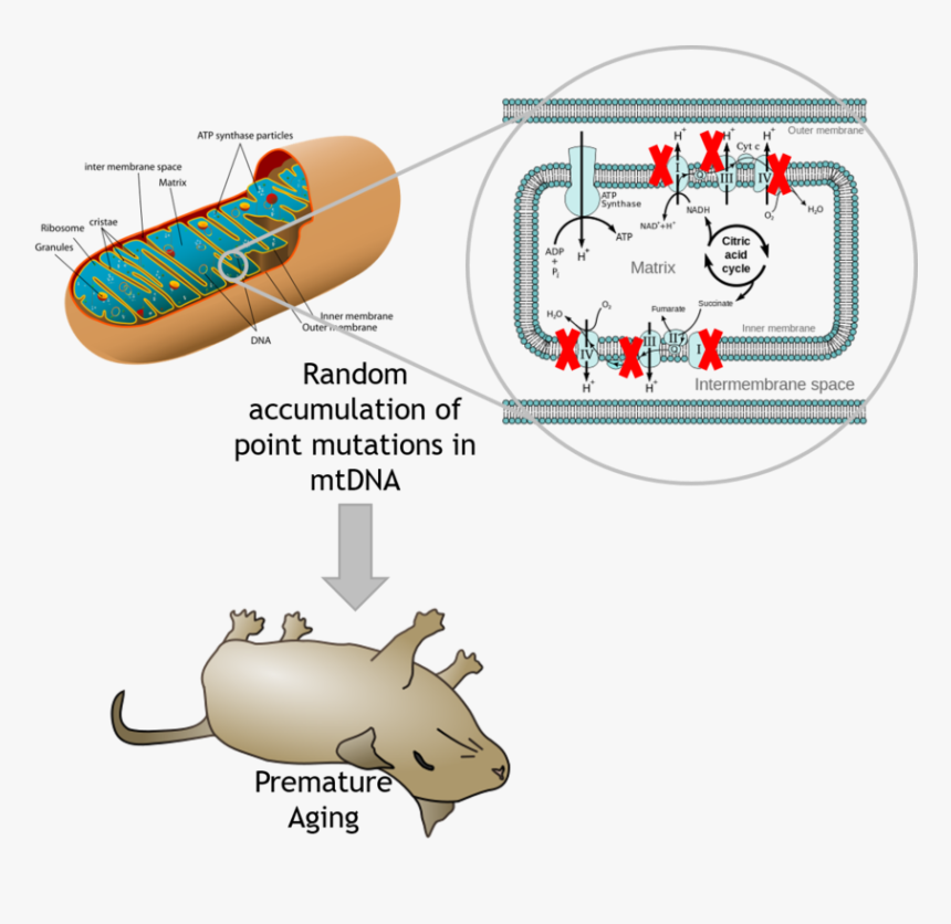 Organelle Breaks Down Food, HD Png Download
