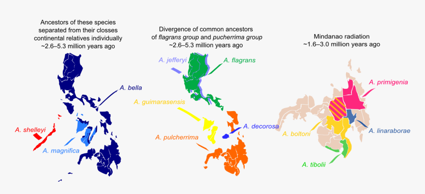 12 Sunbird Species And Their Distribution Across The - Colonisation Of The Philippines, HD Png Download