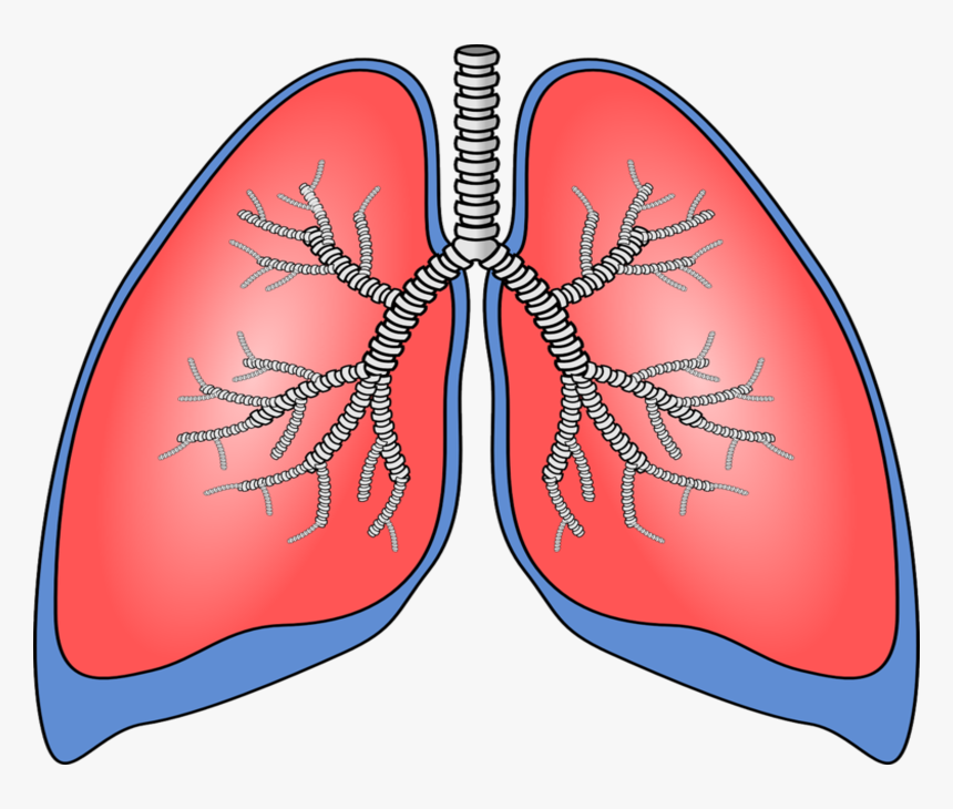 Breath Diagnostics And Mayo Clinic Partner On New Lung - Lung Clipart, HD Png Download