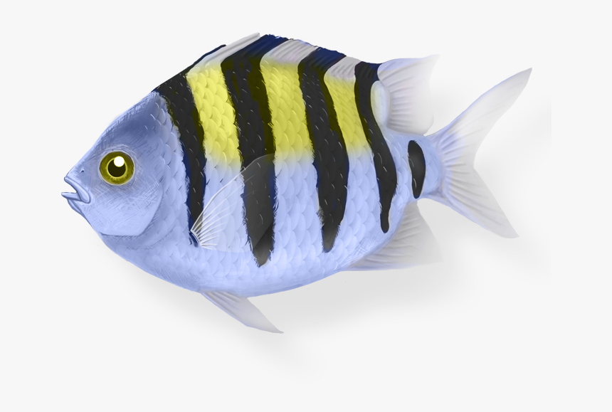 Sergeant Major Fish Transparent, HD Png Download