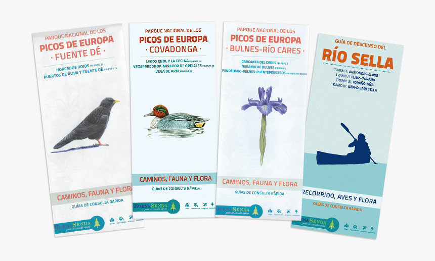 Guías Picos De Europa - Surfing, HD Png Download