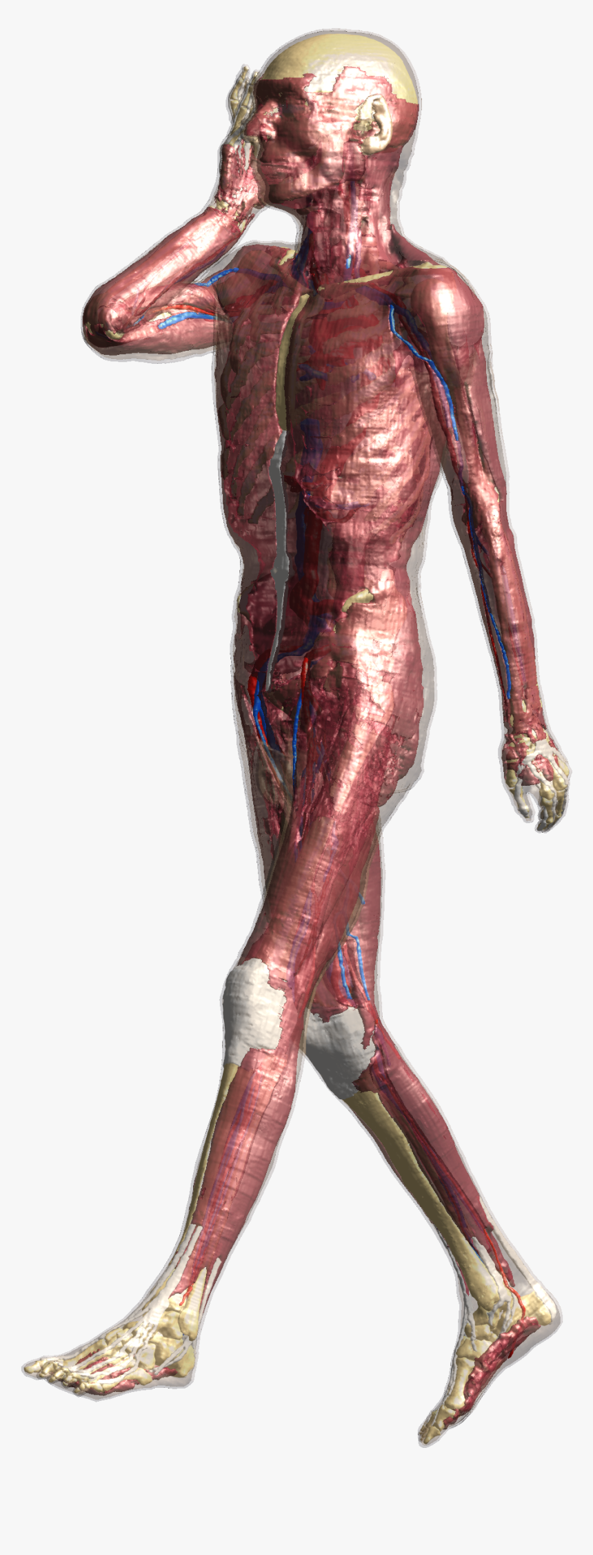 Standing, HD Png Download