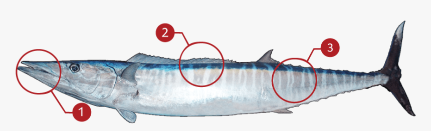 Great Barra Cuda, HD Png Download