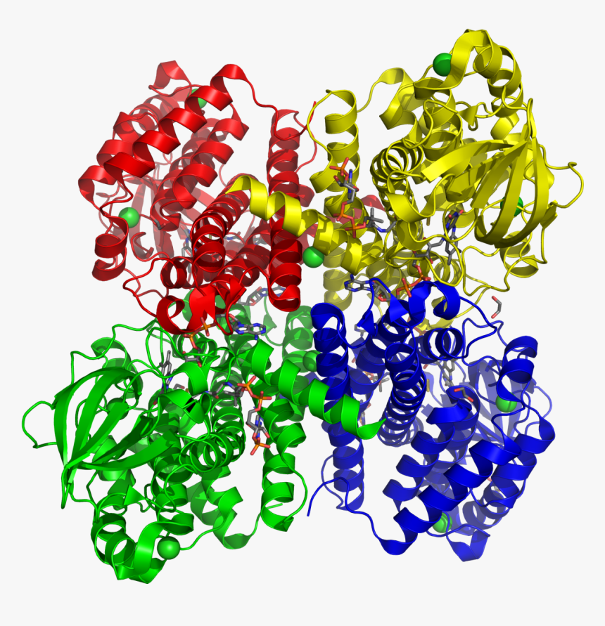 Short Branched Chain Acyl-coa Dehydrogenase 2jif - Deficiencia De Acetil Coa Deshidrogenasa De Cadena, HD Png Download