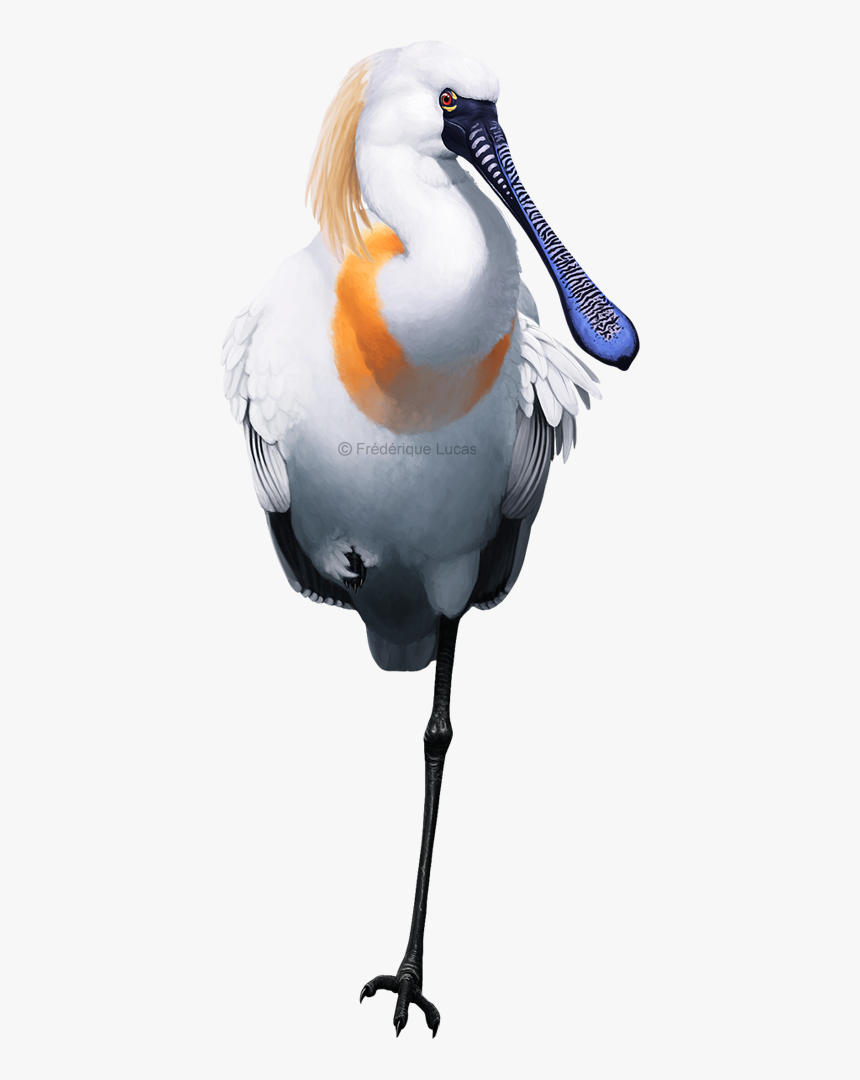 Great Egret, HD Png Download