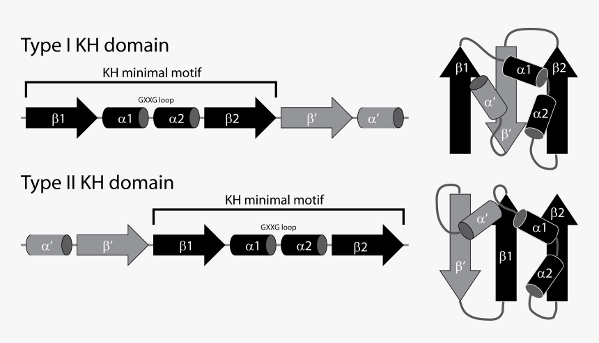 Kh Fold Types - Key Motif What Is Domain And Motif, HD Png Download