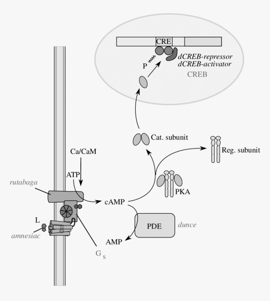 Diagram, HD Png Download