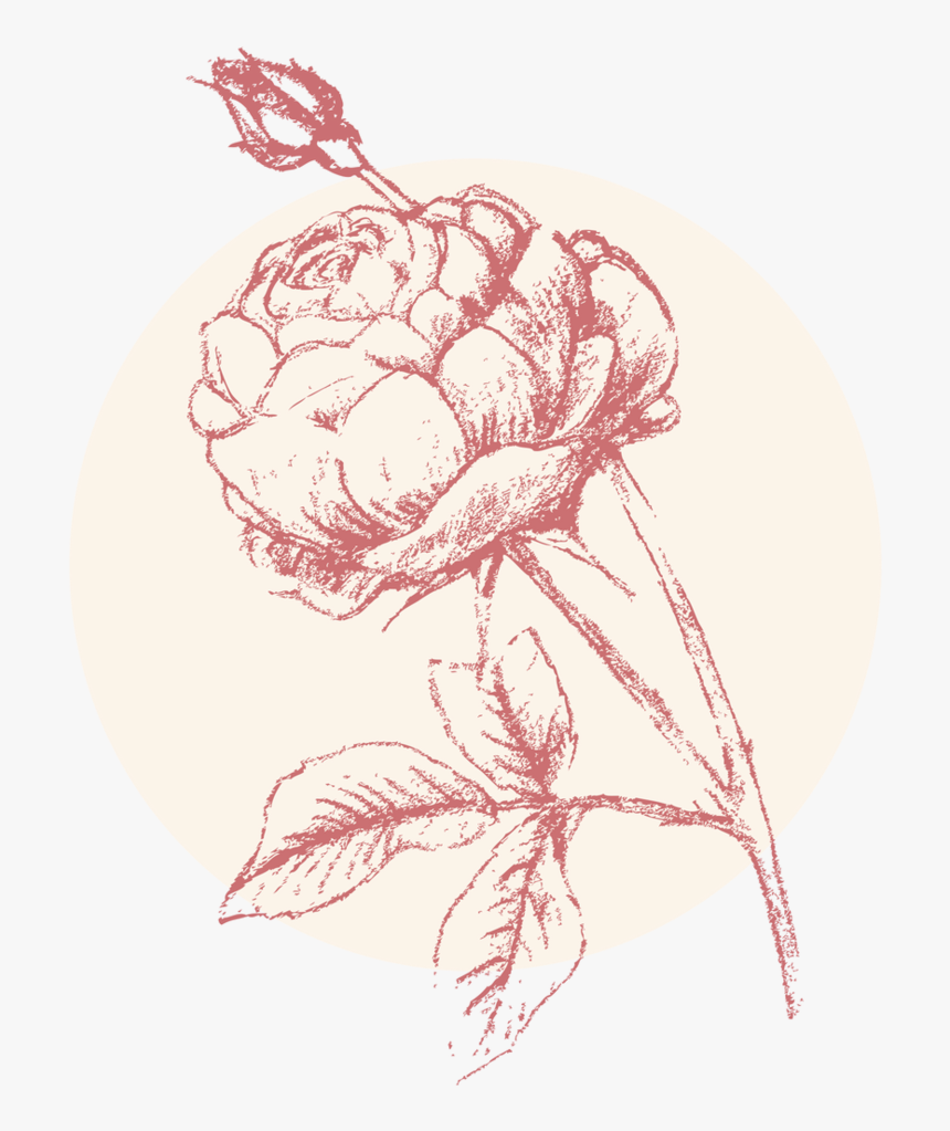 Rose Brightest - Illustration, HD Png Download