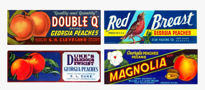 Finch, HD Png Download