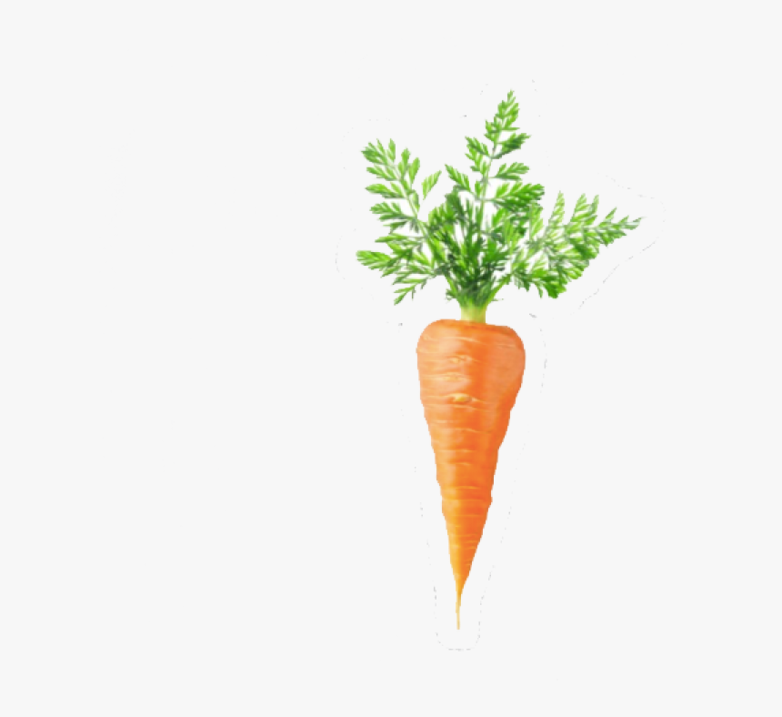 Carrot Egg Coffee Bean, HD Png Download
