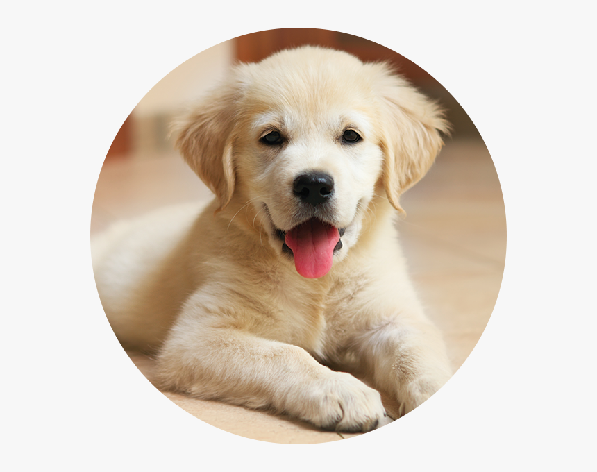 Puppy In House, HD Png Download