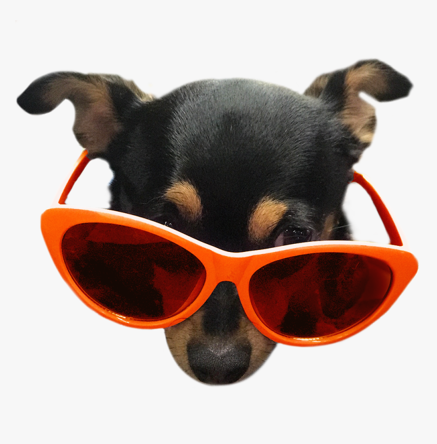 Companion Dog, HD Png Download