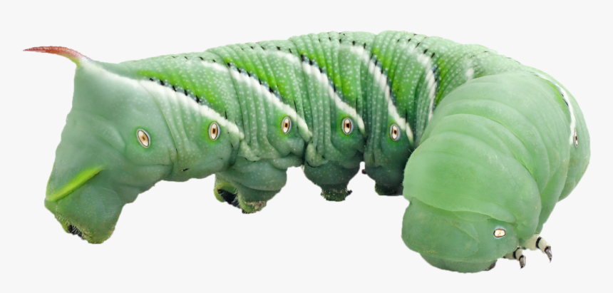 Tomato Hornworm - Superworm For Bearded Dragon, HD Png Download