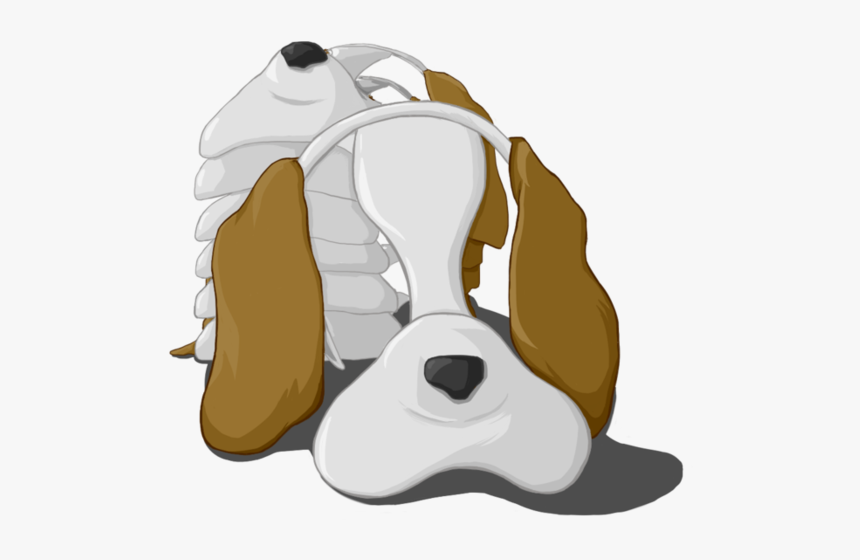 Basset Hound, HD Png Download