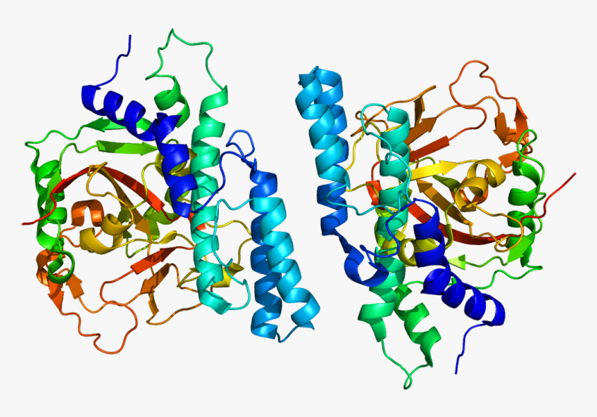 Parp 1, HD Png Download