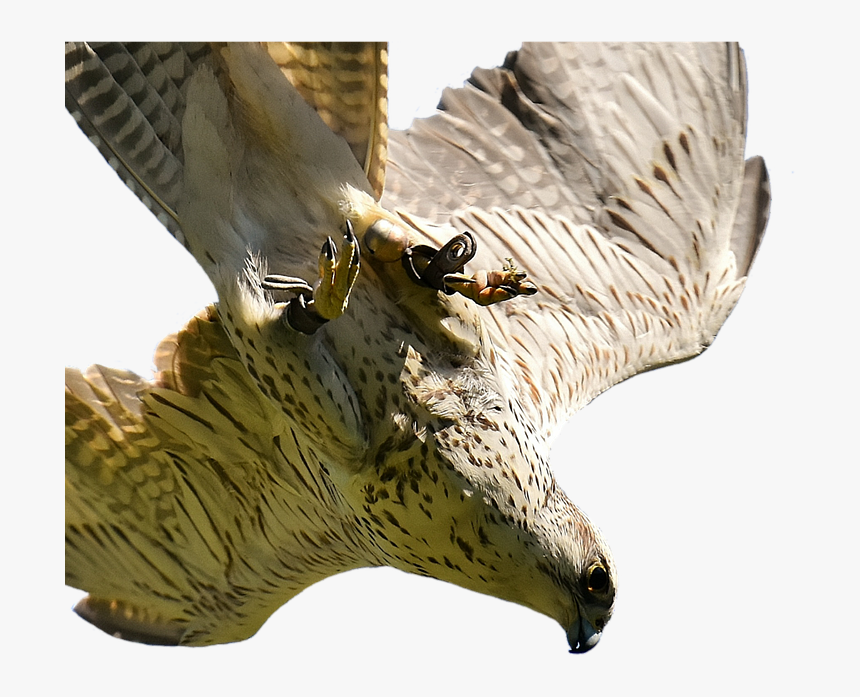 Red-tailed Hawk, HD Png Download