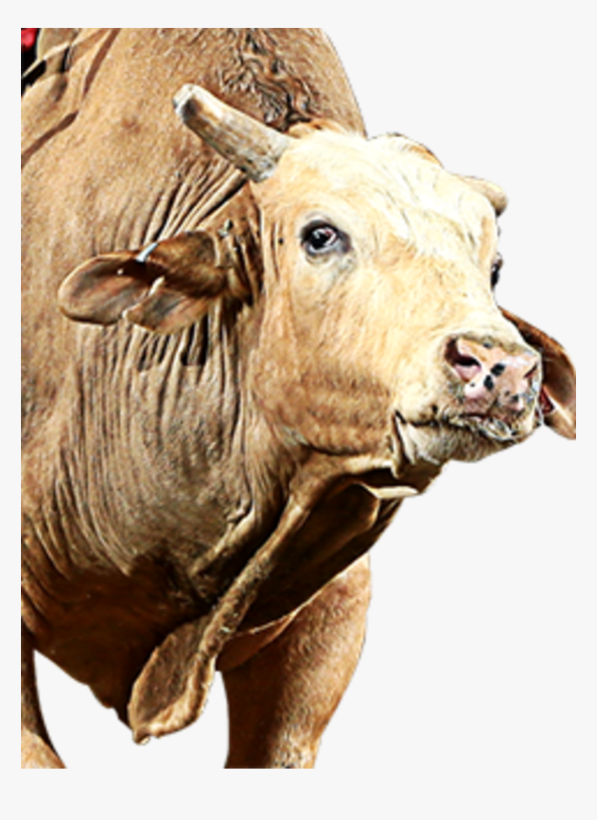 Brutus Png, Transparent Png