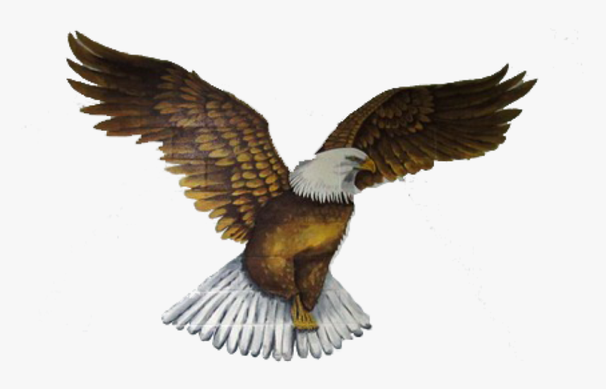 Bald Eagle, HD Png Download