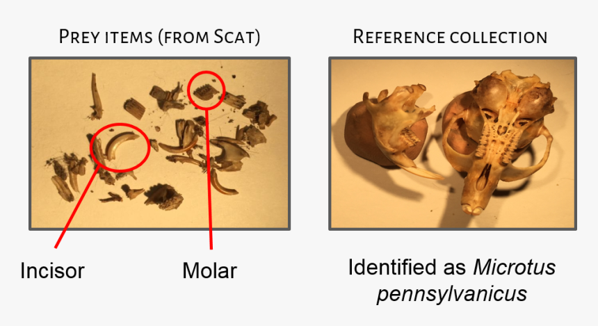 Picture - Pest, HD Png Download