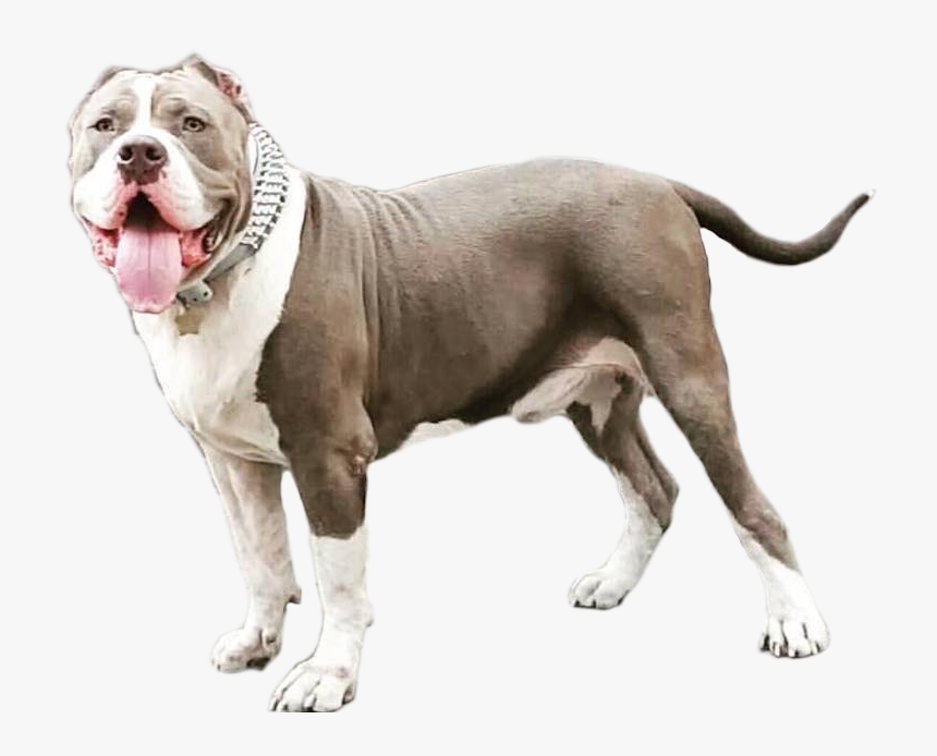 Pit Bull, HD Png Download