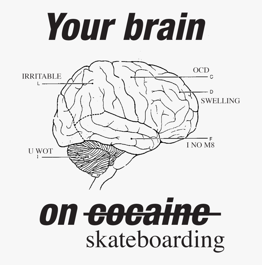 Diagram Of The Brain, HD Png Download