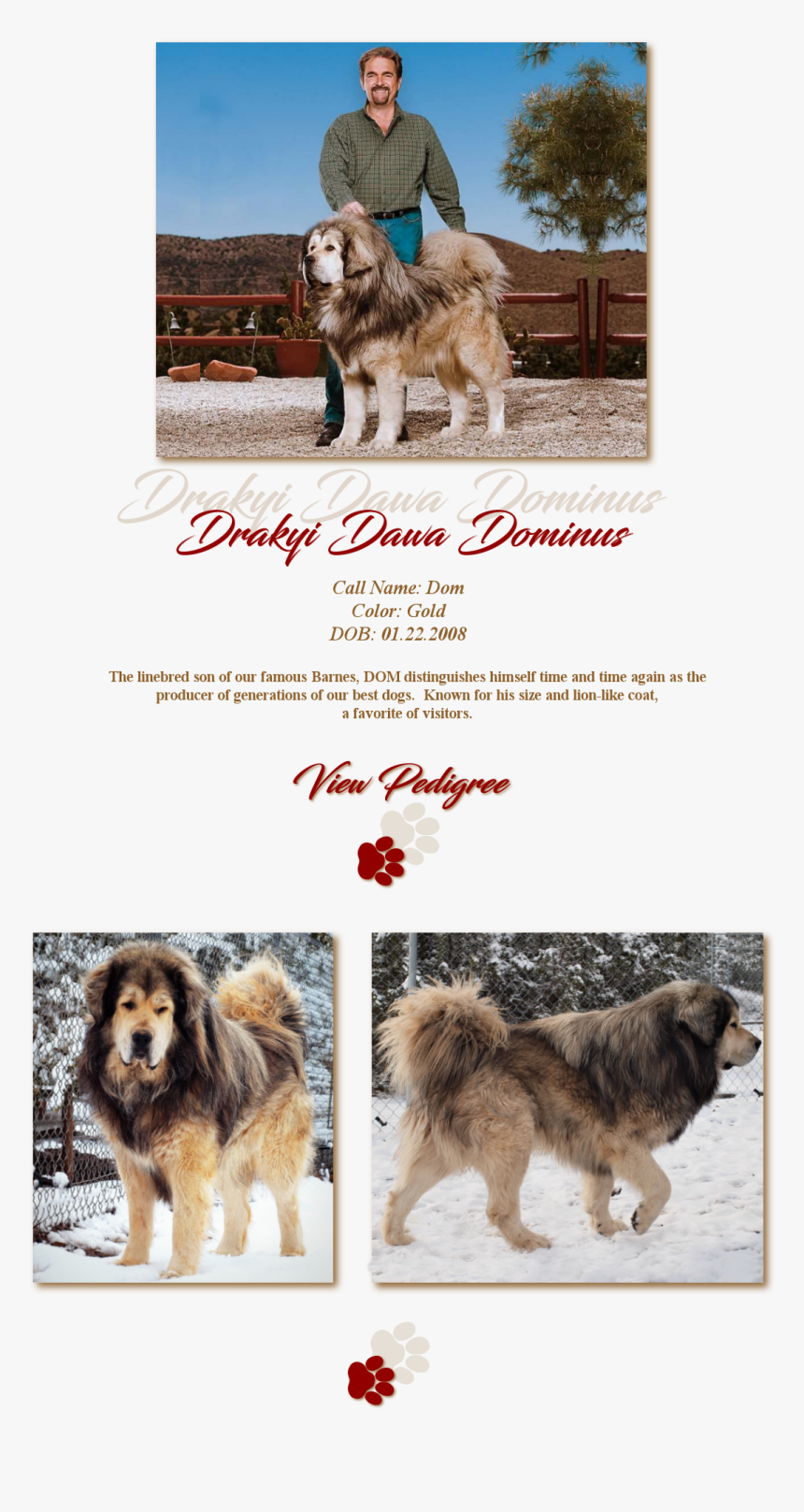 Drakyi Dawa Dominus - Ancient Dog Breeds, HD Png Download
