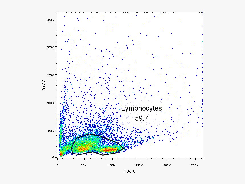 Spleen Lymphocytes Flow Cytometry, HD Png Download