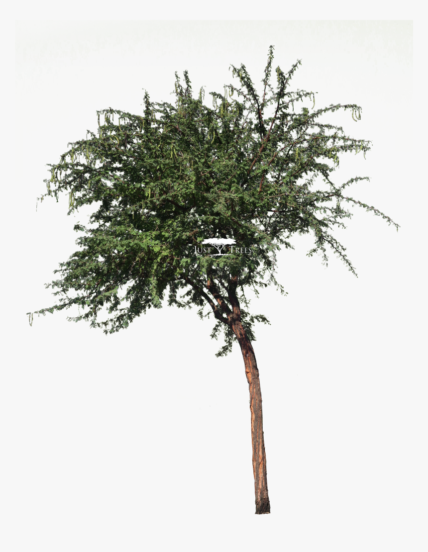Acacia Nilotica L Vachellia Nilotica L Common Name - Pond Pine, HD Png Download