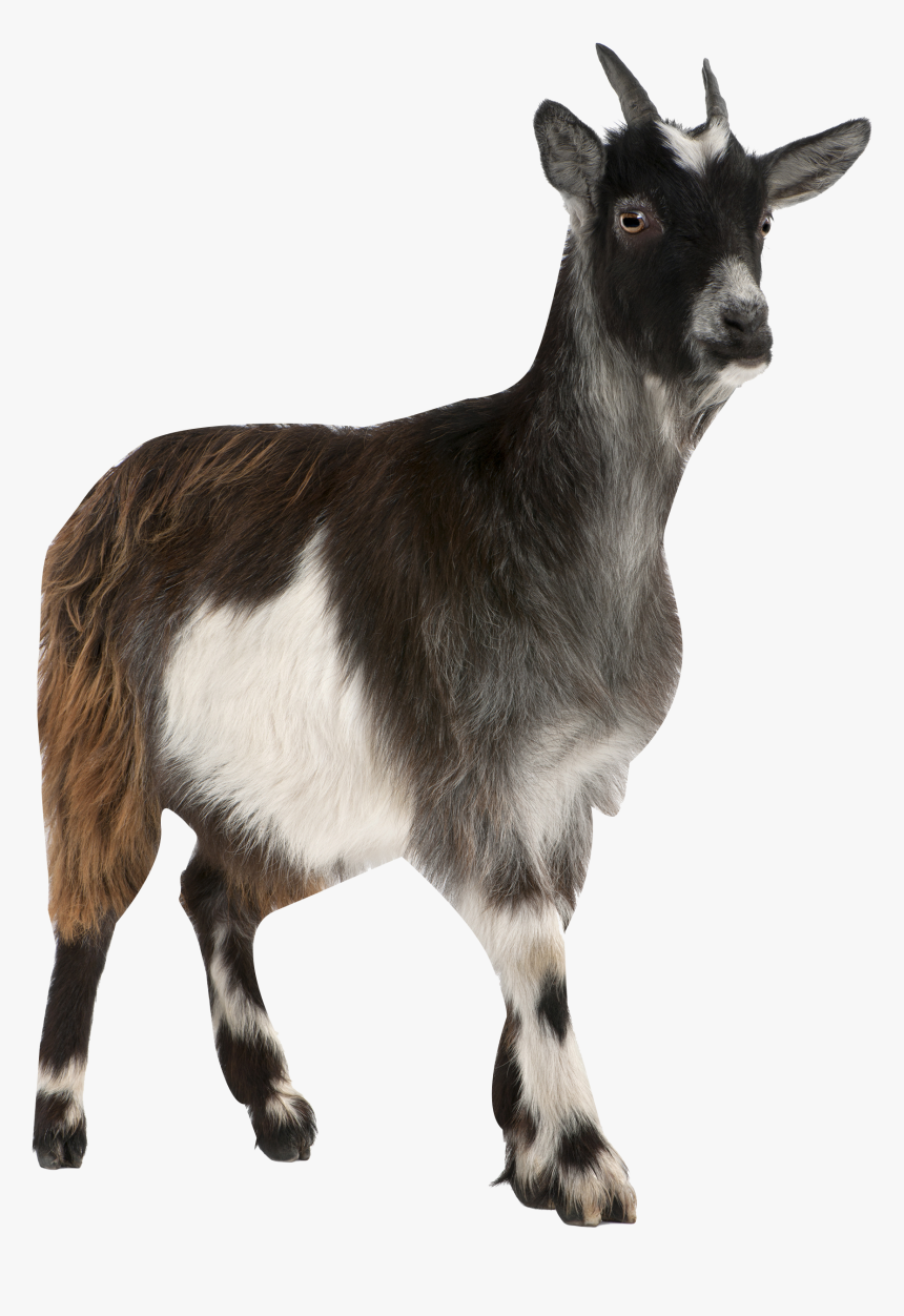 Pygmy Toggenburg Russian Stock Photography Mountain - Goat Cow And Sheep, HD Png Download