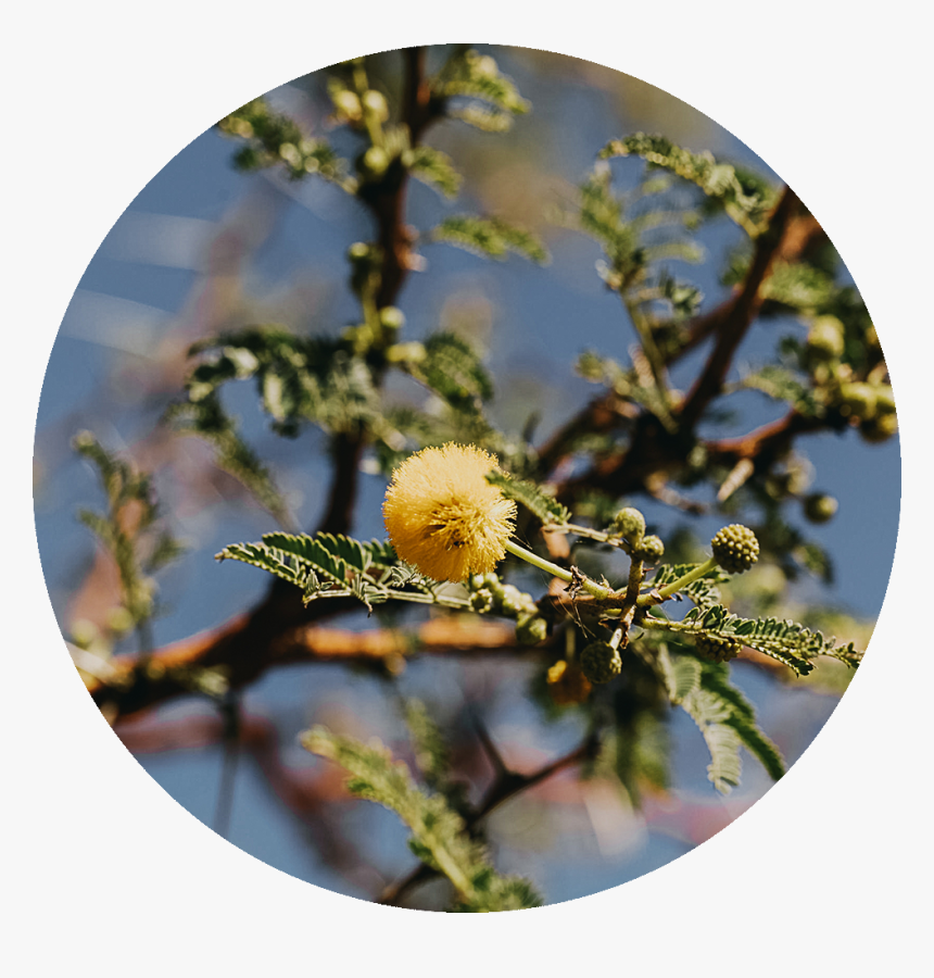 Chrysanths, HD Png Download