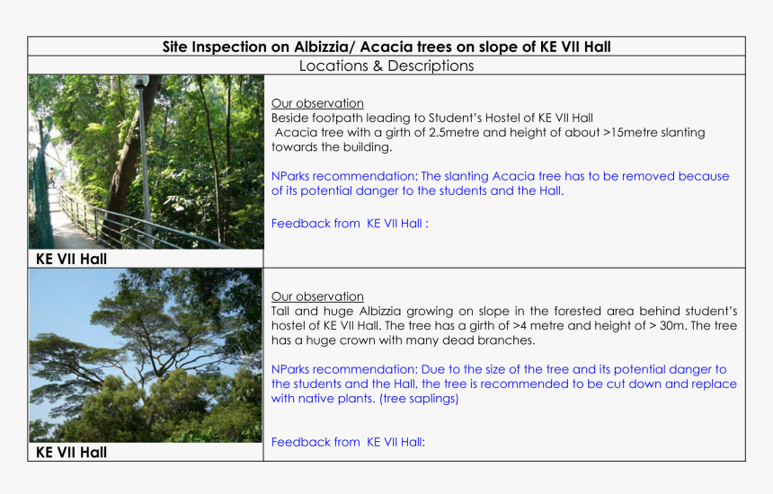 Albizzia Tree Acacia Tree At Ke Vii Hall - Scientific Name Of Acacia, HD Png Download
