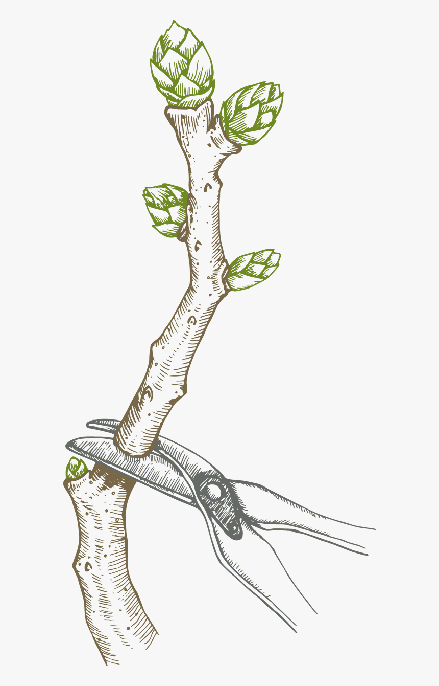 Pruning Blueberry Bush - Pruned Blueberry Bush, HD Png Download