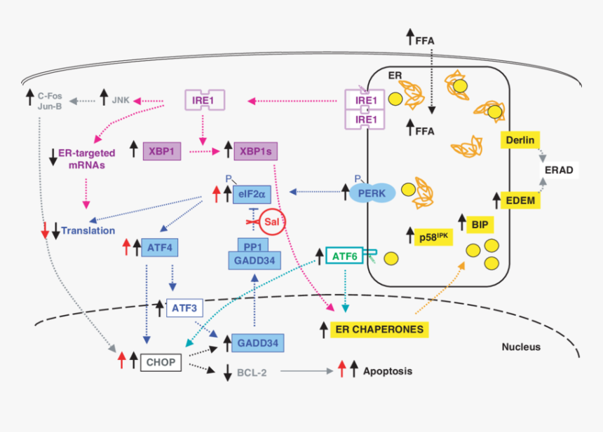 Er Stress, HD Png Download